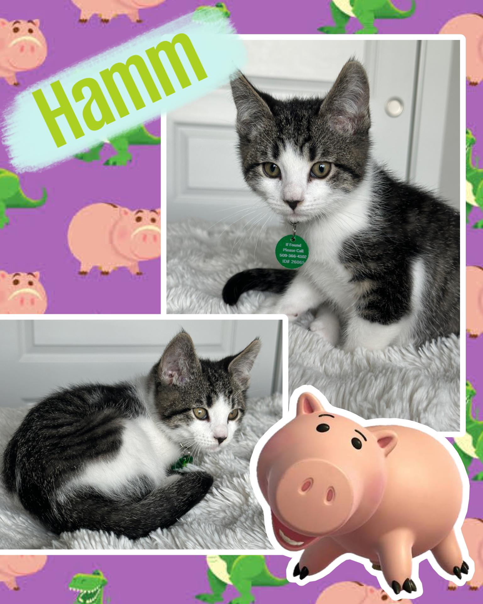 Enlarge Hamm, a ADOPTABLE Tabby in Pasco, WA image 6/6