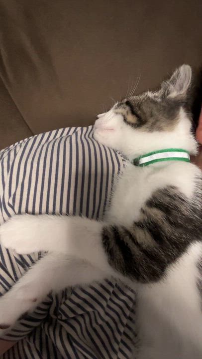 Enlarge Hamm, a ADOPTABLE Tabby in Pasco, WA video 5/6