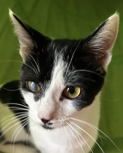 Enlarge JacintoQ, a ADOPTABLE mixed breed in Fair Oaks, CA image 1/1
