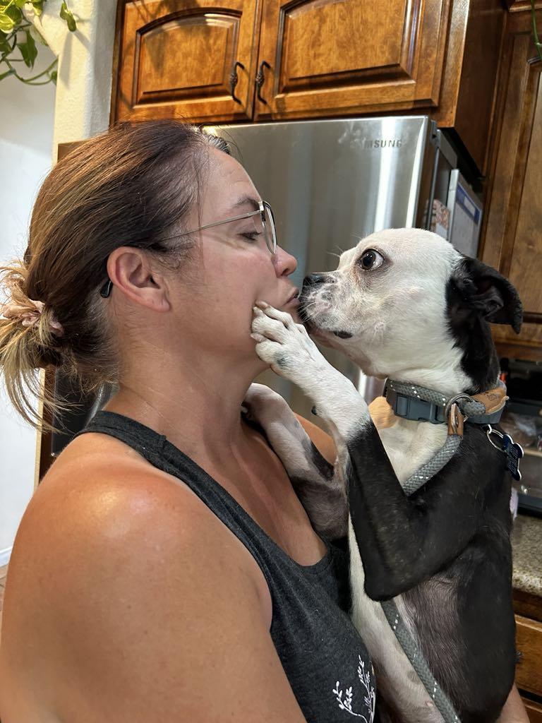 Mustang, Adopted, Young Male Boston Terrier.