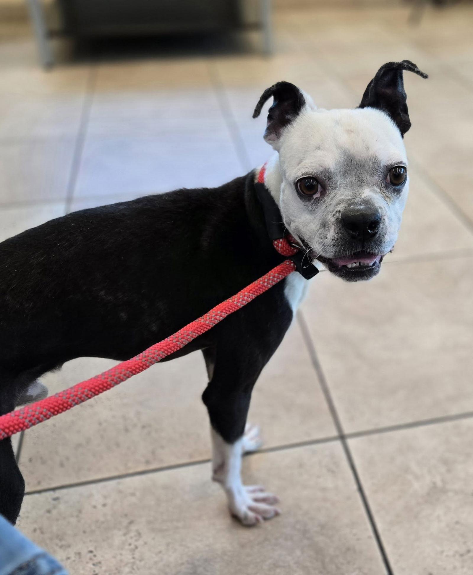 Enlarge Mustang, a Adopted Boston Terrier in Huntington Beach, CA image 2/3