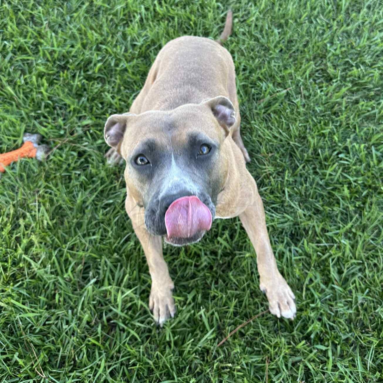 Aphrodite, a Adoptable Mixed Breed in Myrtle Beach, SC image 5/6