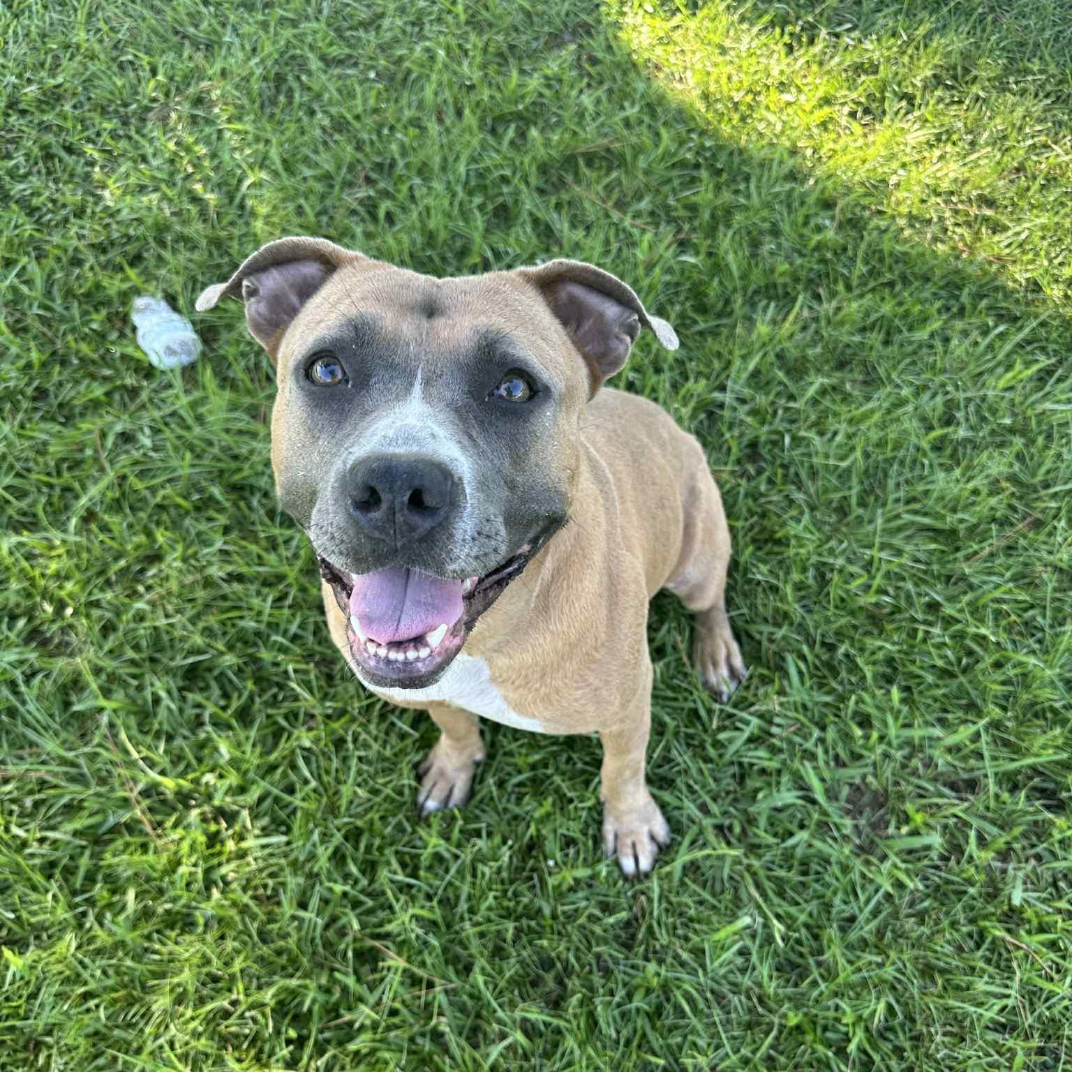 Aphrodite, a Adoptable Mixed Breed in Myrtle Beach, SC image 1/6