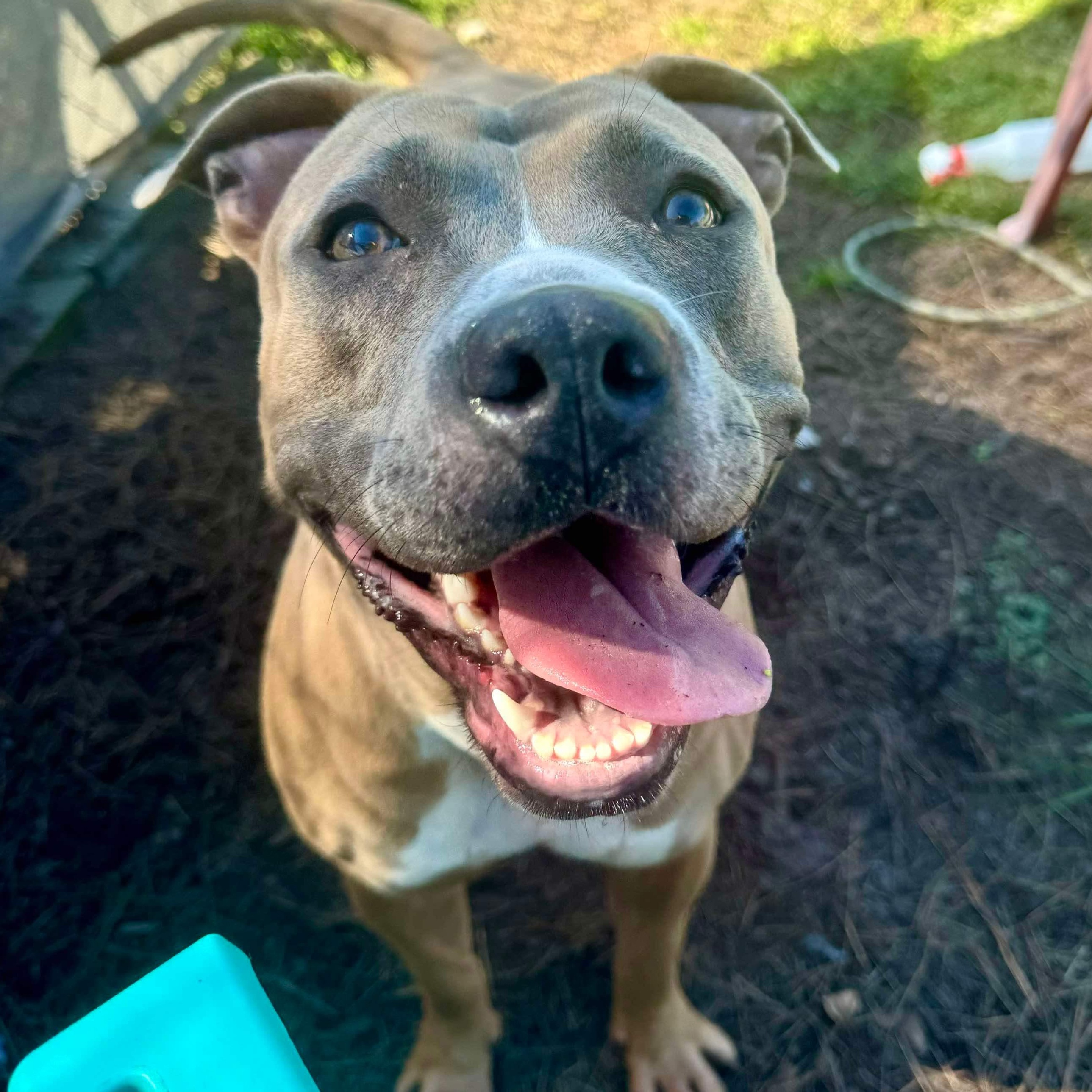 Aphrodite , Adoptable, Adult Female Mixed Breed.