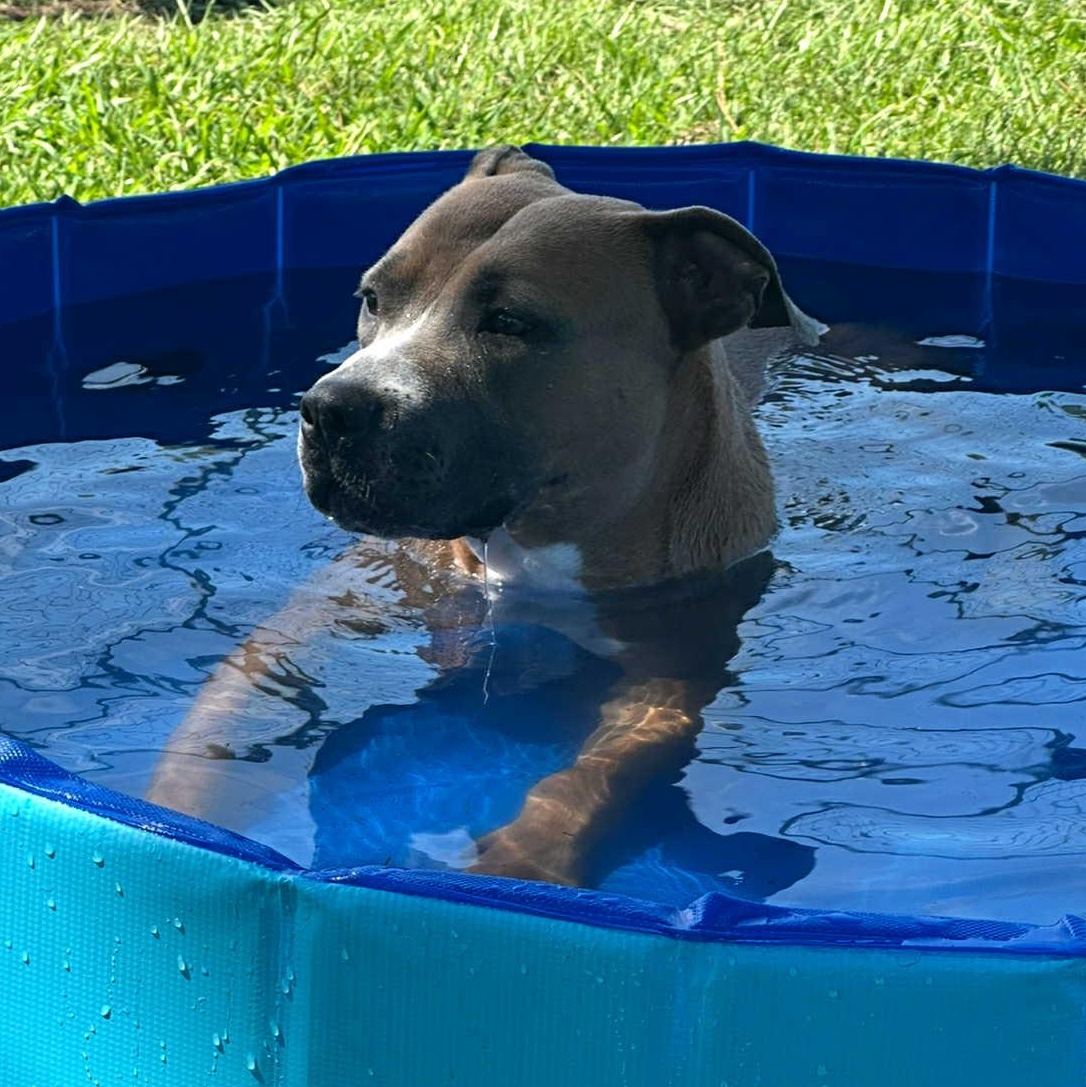 Aphrodite, a Adoptable Mixed Breed in Myrtle Beach, SC image 2/6