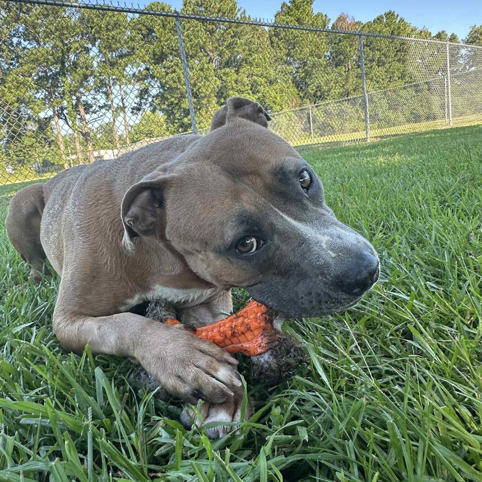 Aphrodite, a Adoptable Mixed Breed in Myrtle Beach, SC image 4/6