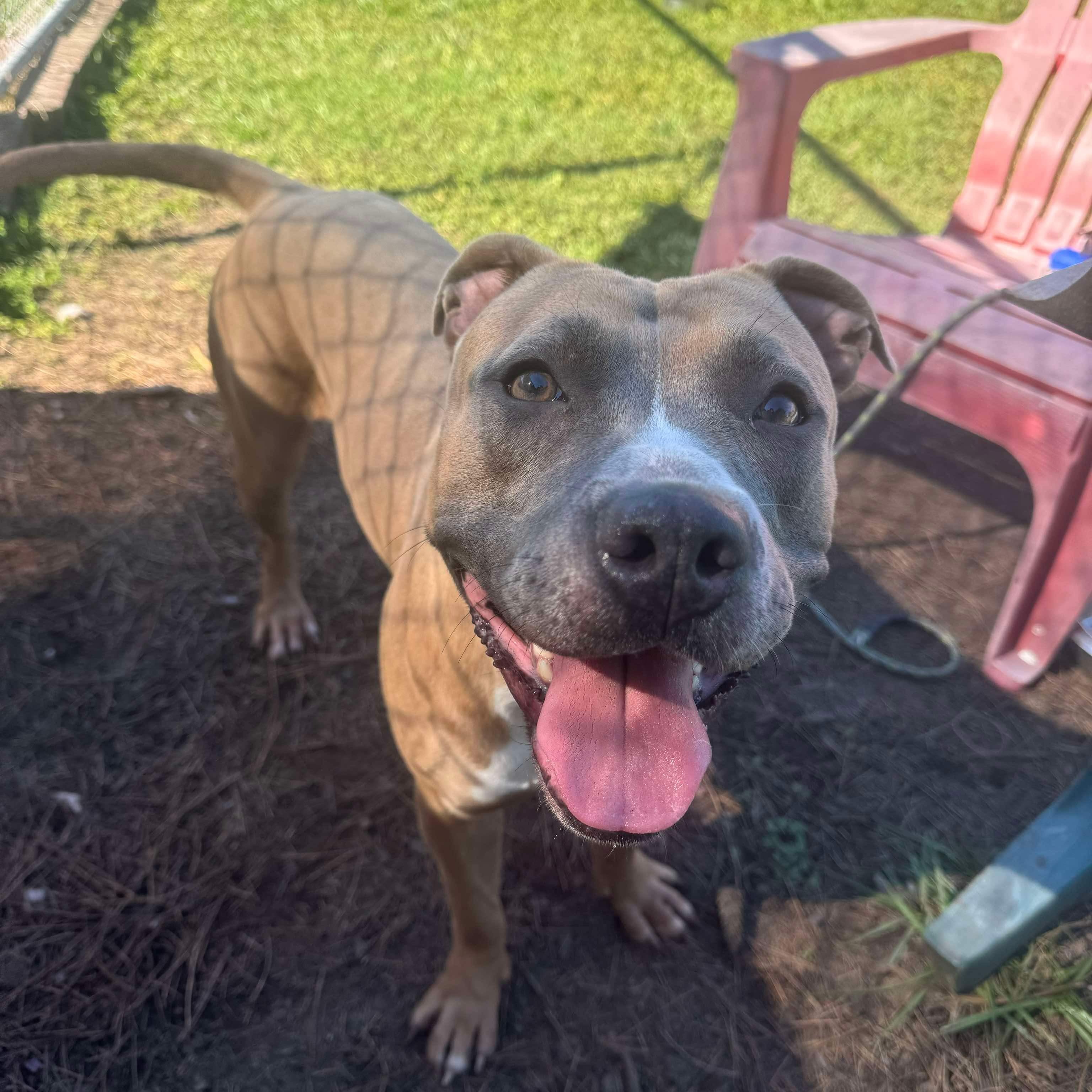 Aphrodite, a Adoptable Mixed Breed in Myrtle Beach, SC image 6/6