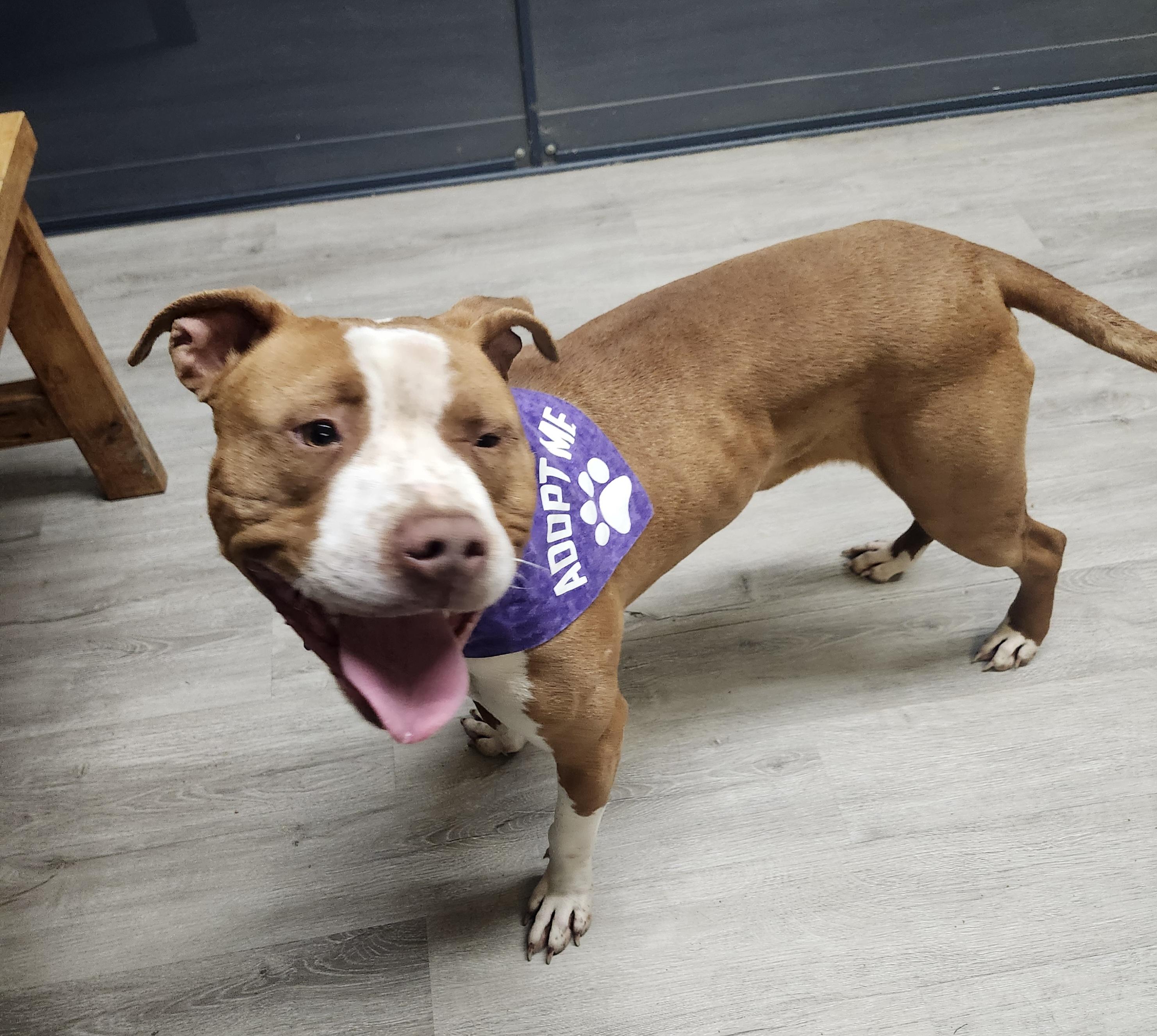 Enlarge Fezco, an adoptable mixed breed in Mansfield, OH image 2/3