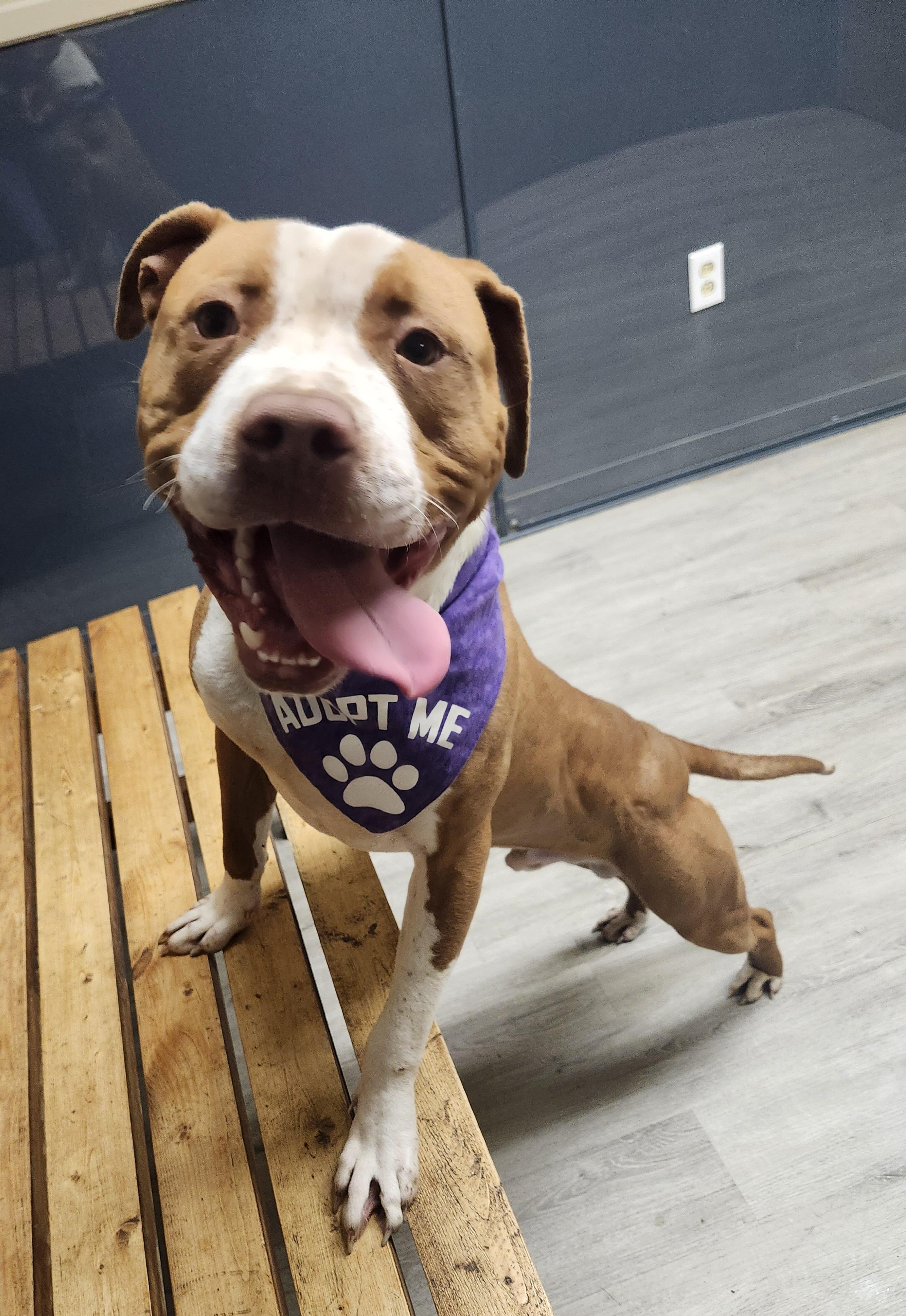 Enlarge Fezco, an adoptable mixed breed in Mansfield, OH image 3/3