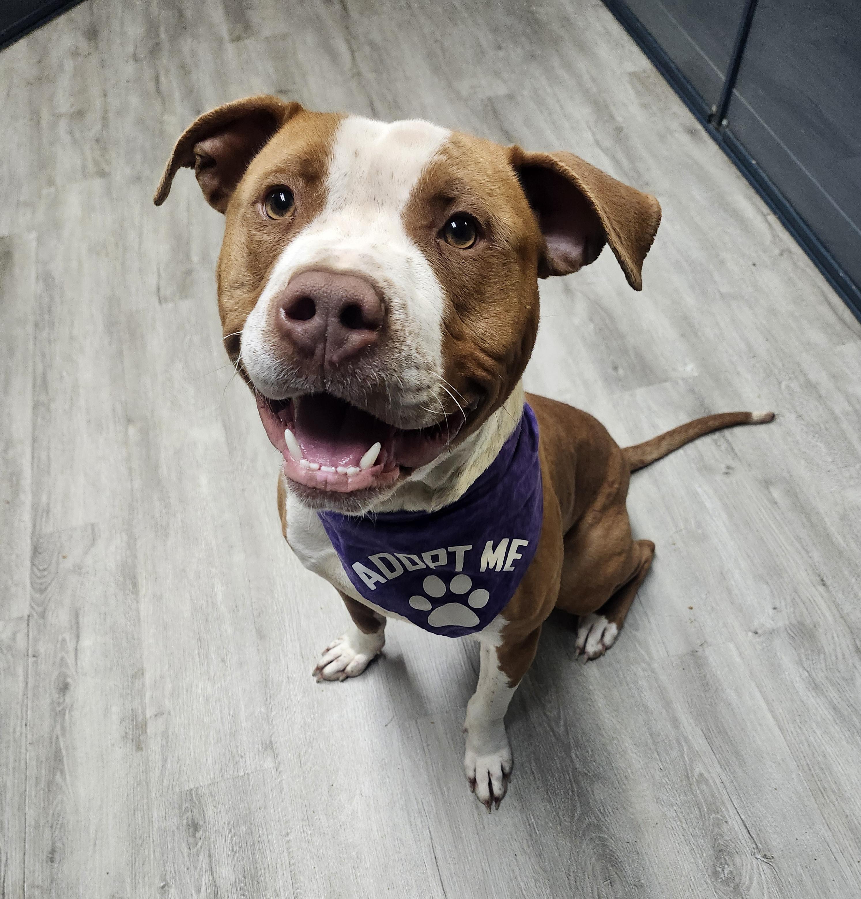 Enlarge Fezco, an adoptable mixed breed in Mansfield, OH image 1/3