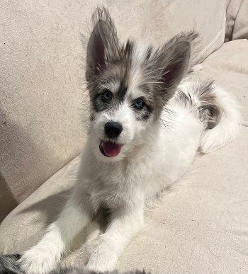 Aspen, ADOPTABLE, Puppy Female Husky & Poodle.