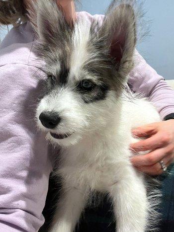 Enlarge Aspen, a ADOPTABLE mixed breed in Bedford Hills, NY image 3/4