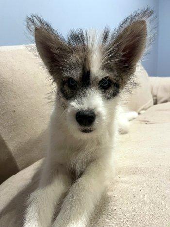 Enlarge Aspen, a ADOPTABLE mixed breed in Bedford Hills, NY image 2/4