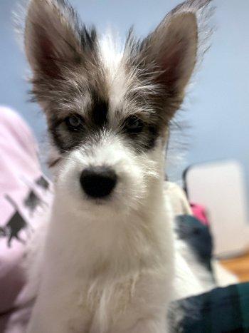 Enlarge Aspen, a ADOPTABLE mixed breed in Bedford Hills, NY image 4/4