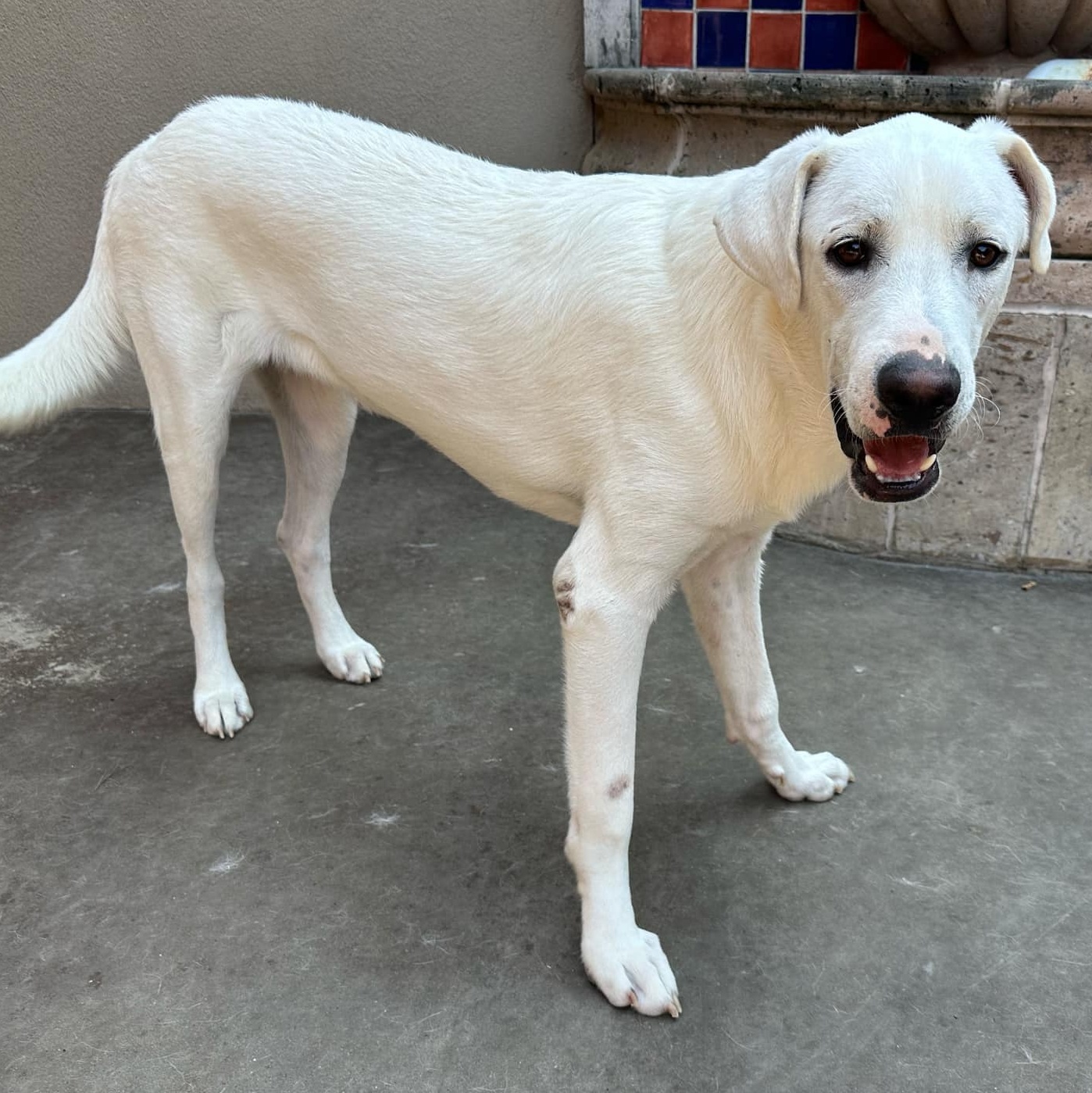 Dog for adoption Clyde, a Great Pyrenees Mix in Madison, WI Petfinder