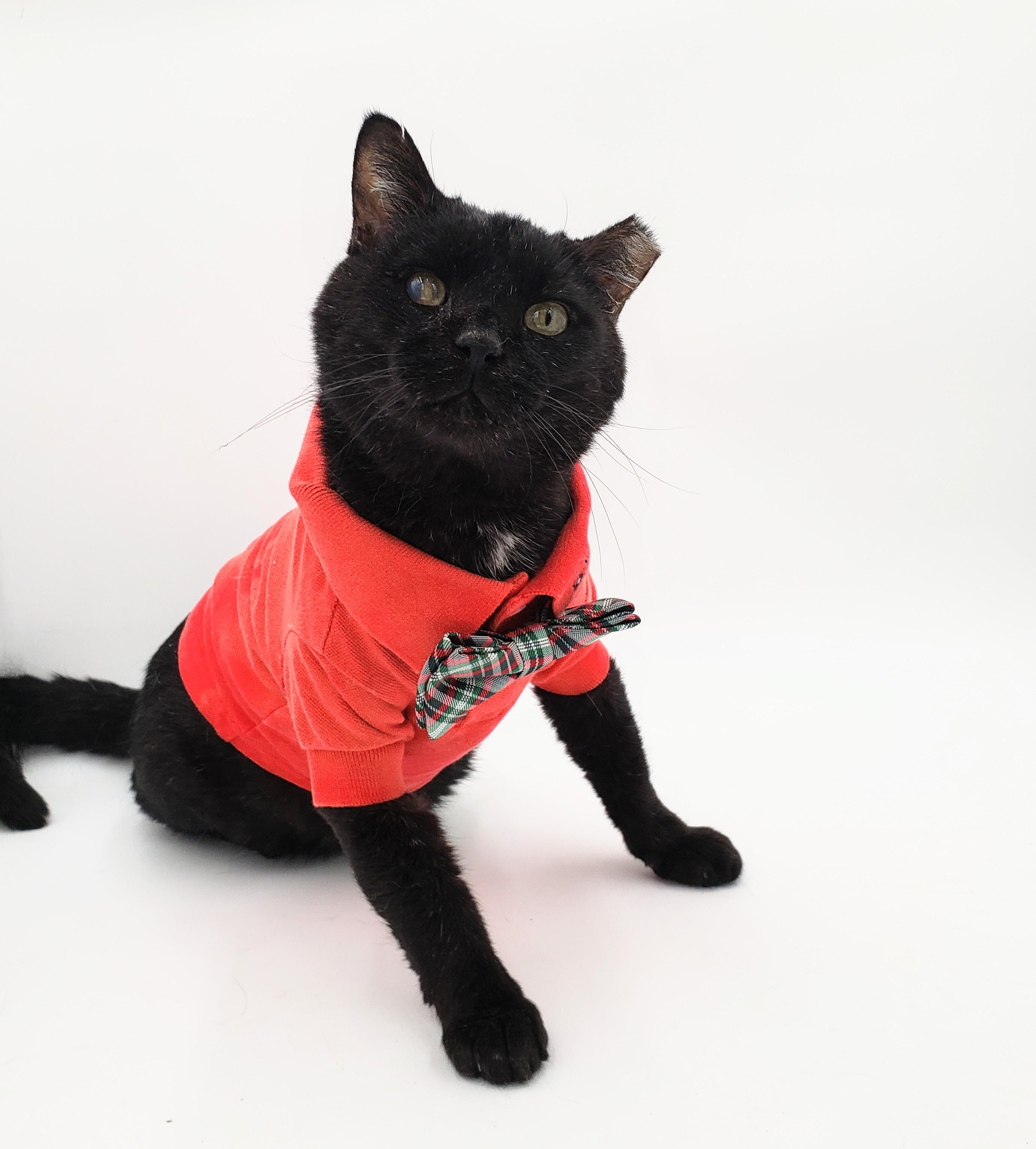 Cookie Cat, Adult Male Domestic Short Hair