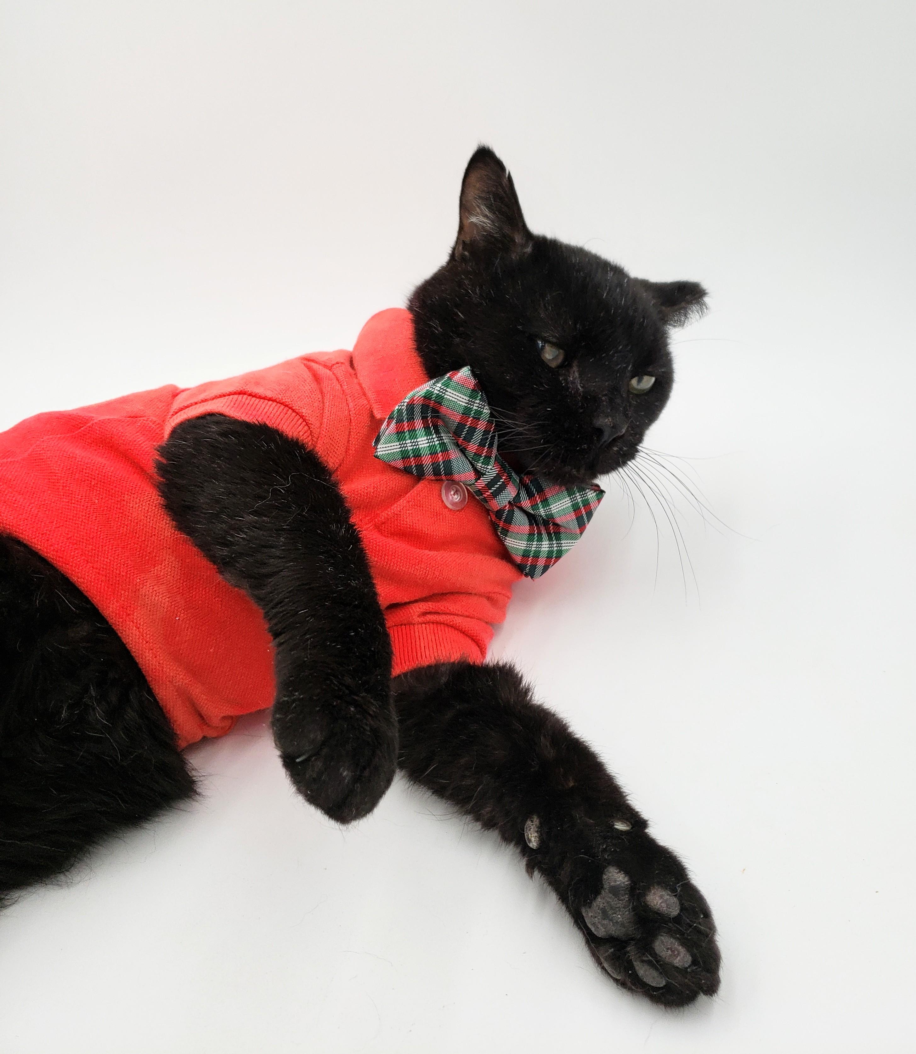 Cookie Cat 2