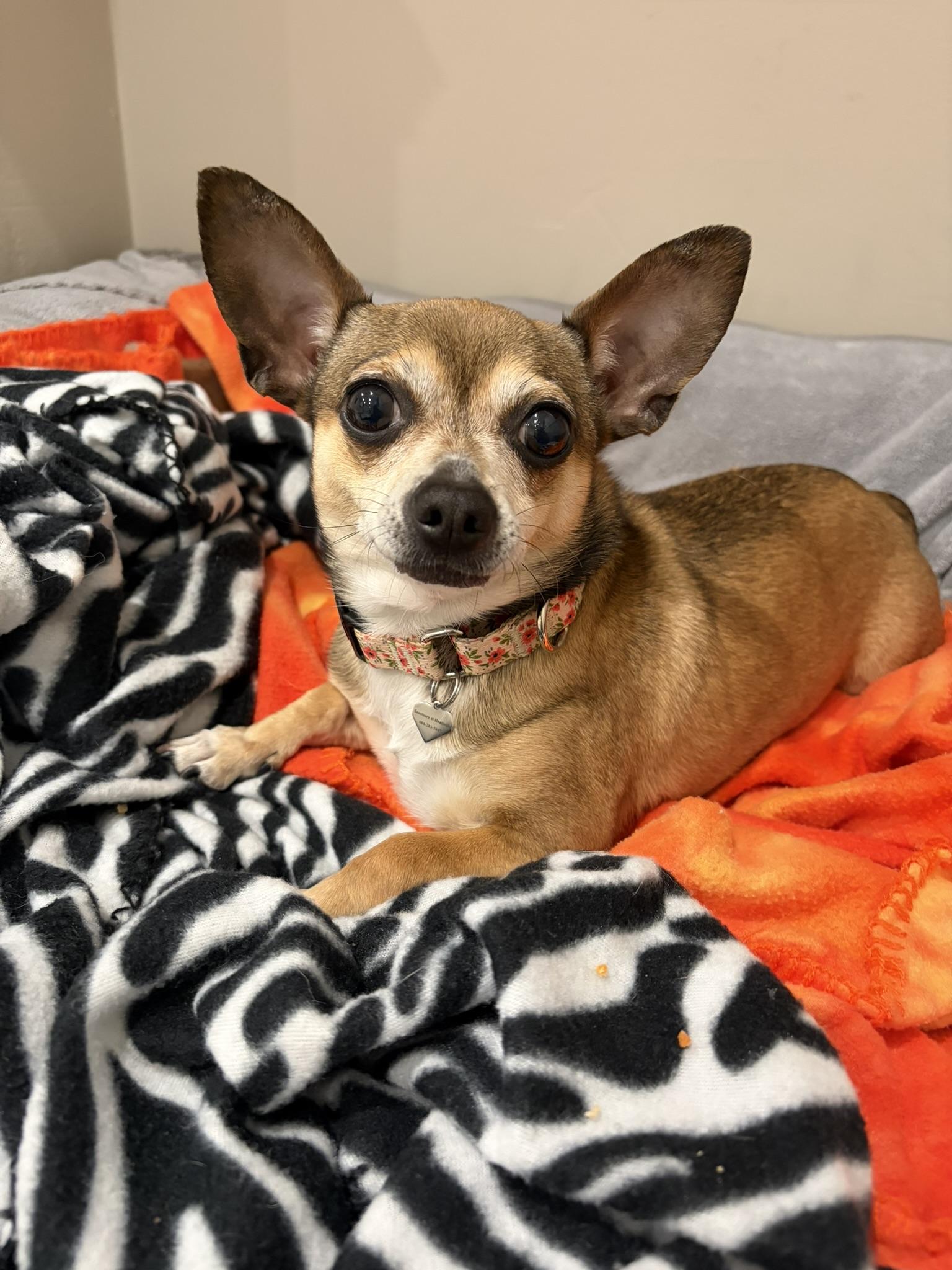 Dezzy, adopted, Adult Female Chihuahua.