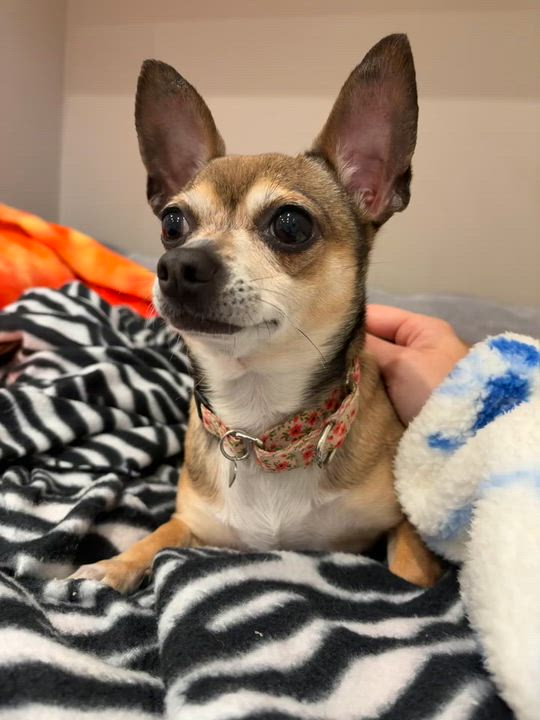 Enlarge Dezzy, an adopted mixed breed in Breinigsville, PA video 6/6