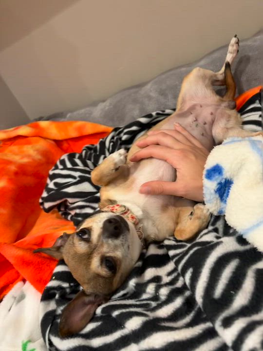 Enlarge Dezzy, an adopted mixed breed in Breinigsville, PA video 4/6
