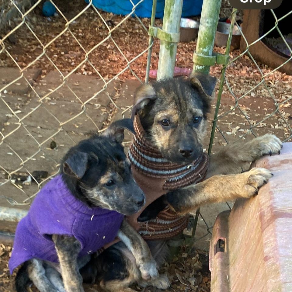 Rosco, Adoptable, Puppy Male German Shepherd Dog.