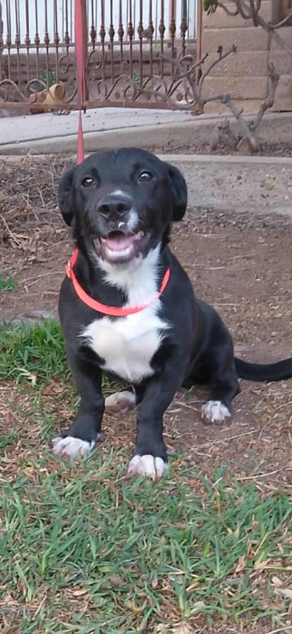 Gerrie, Adoptable, Puppy Male Labrador Retriever & Black Mouth Cur.
