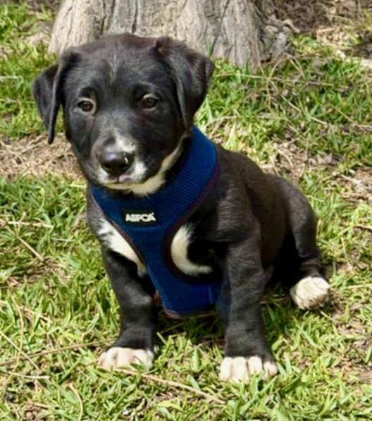 Gerrie, a Adoptable mixed breed in San Diego, CA image 2/3