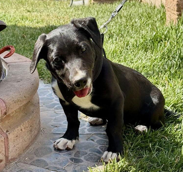 Gerrie, a Adoptable mixed breed in San Diego, CA image 3/3