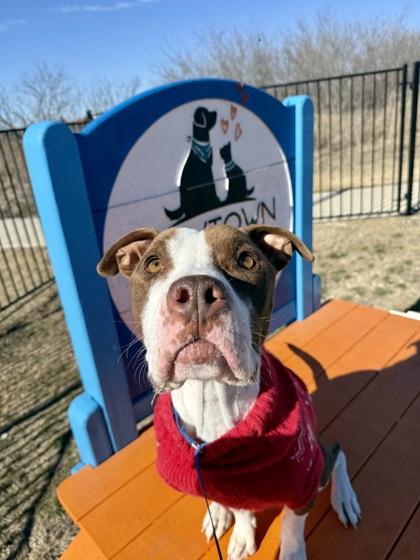 Enlarge S`more, a Adoptable mixed breed in Fort Worth, TX image 1/3