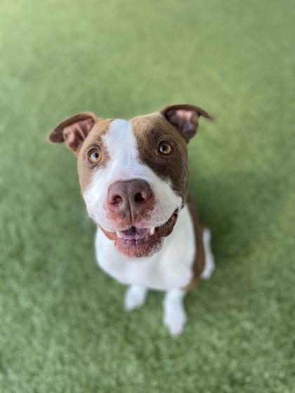 Enlarge S`more, a Adoptable mixed breed in Fort Worth, TX image 2/3