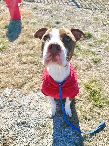 Enlarge S`more, a Adoptable mixed breed in Fort Worth, TX image 3/3