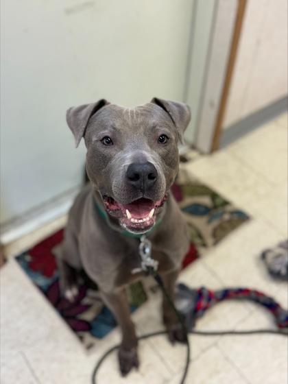 Jenga, a Adoptable mixed breed in Wantagh, NY image 1/2
