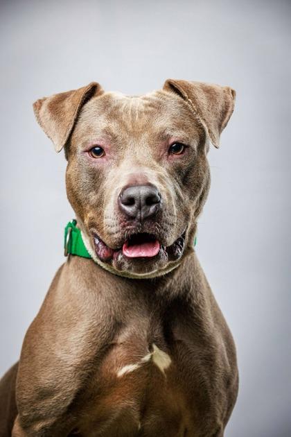 Jenga, a Adoptable mixed breed in Wantagh, NY image 2/2