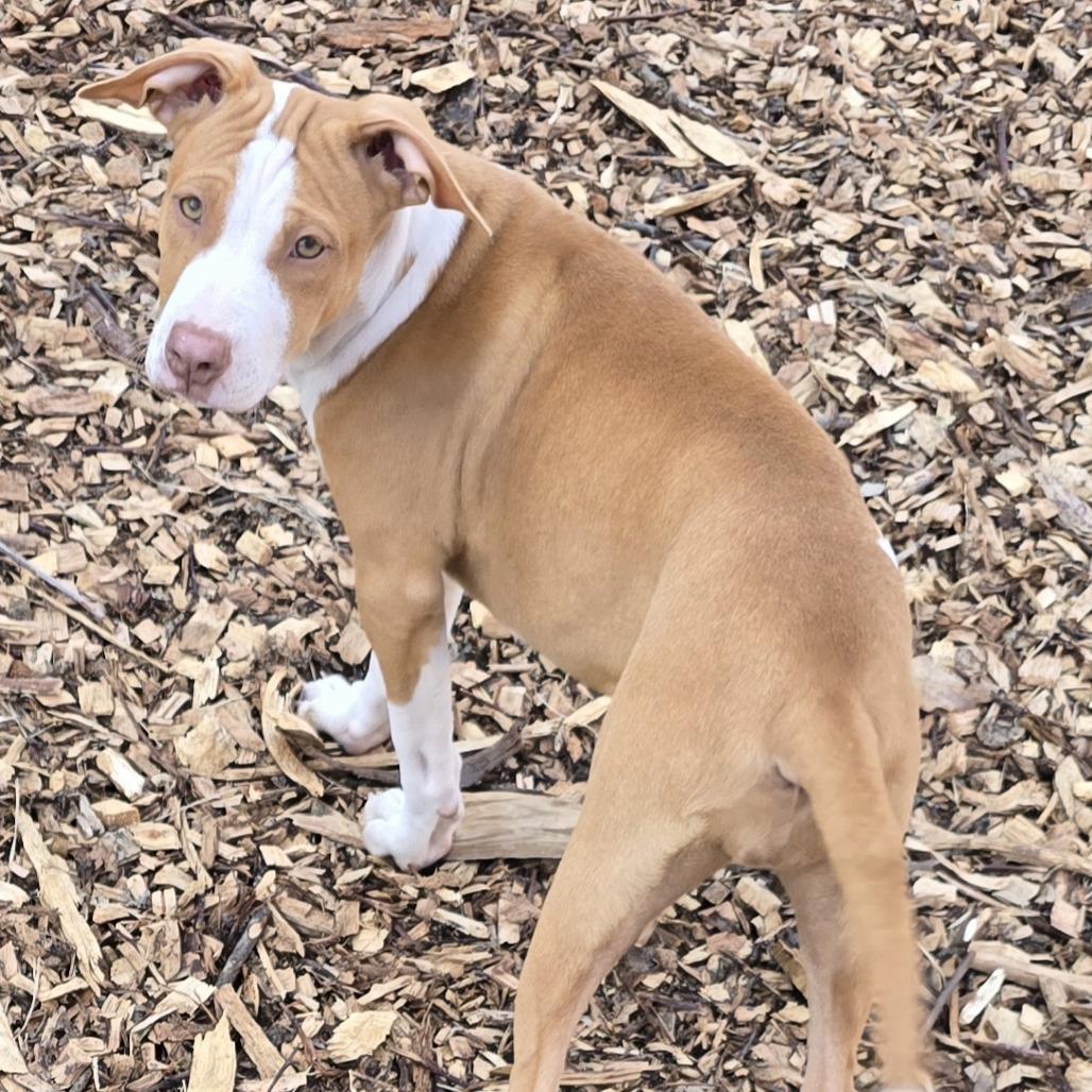 Honey (Coopers Corner), Adoptable, Puppy Female Shar-Pei & Feist.