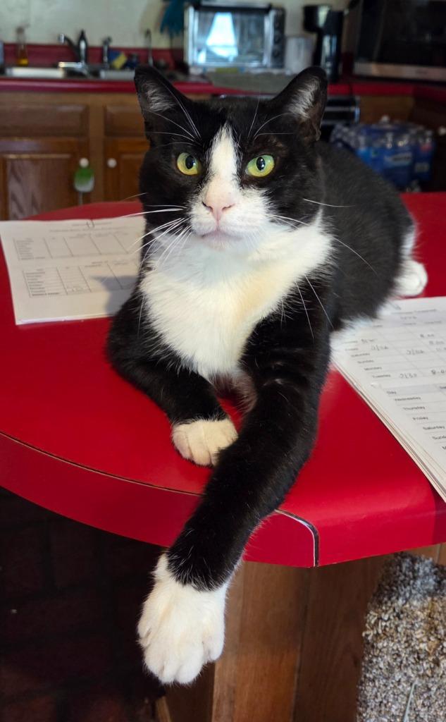 Enlarge Drake, a Adoptable Domestic Short Hair in Rutherfordton, NC image 1/2