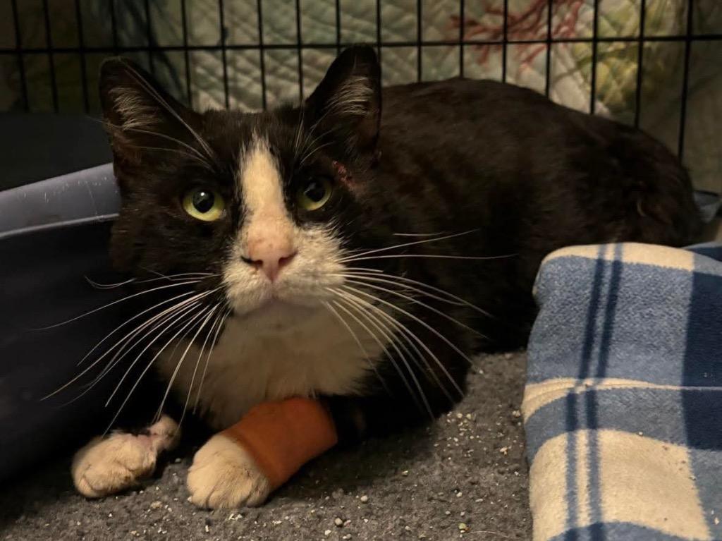 Drake, Adoptable, Adult Male Domestic Short Hair.