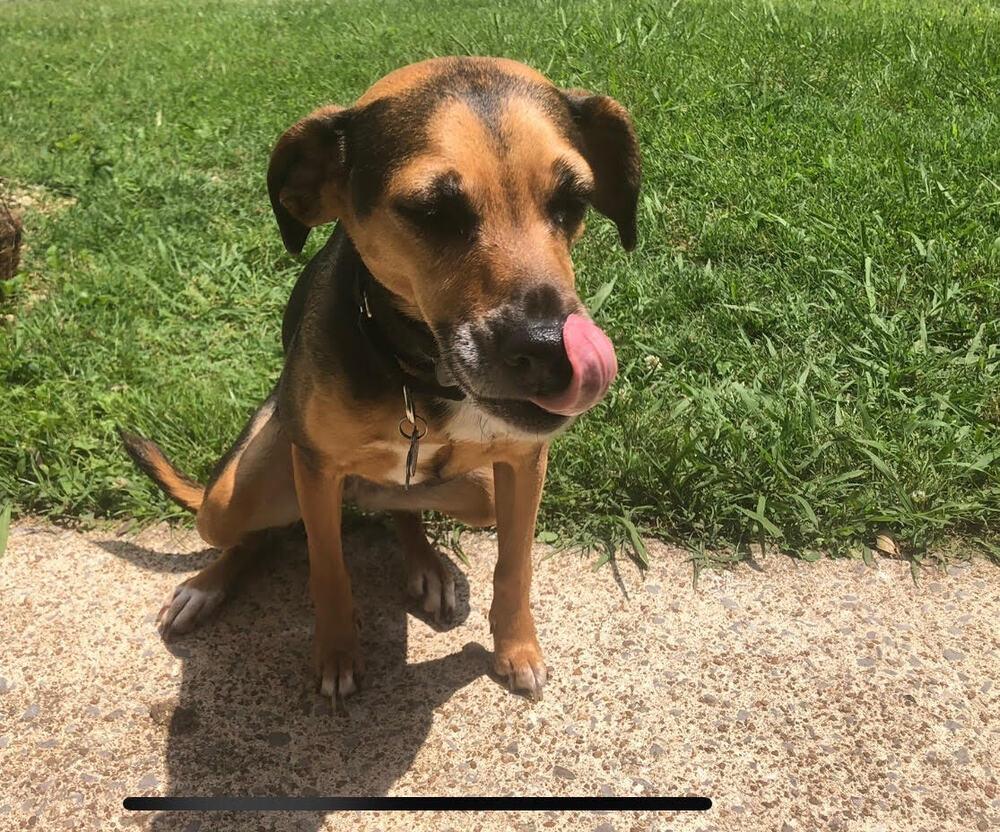 Olive, Adoptable, Adult Female Beagle & Mixed Breed.