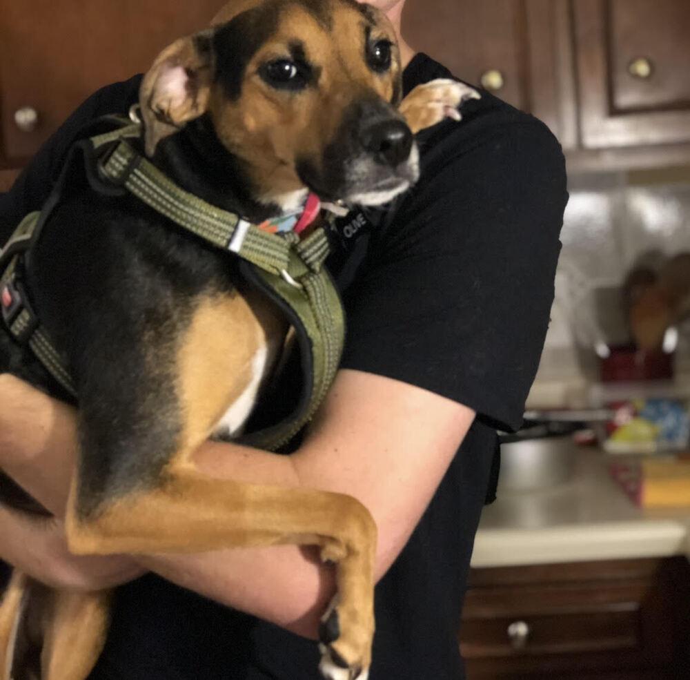 Enlarge Olive, a Adoptable mixed breed in Chattanooga, TN image 2/4