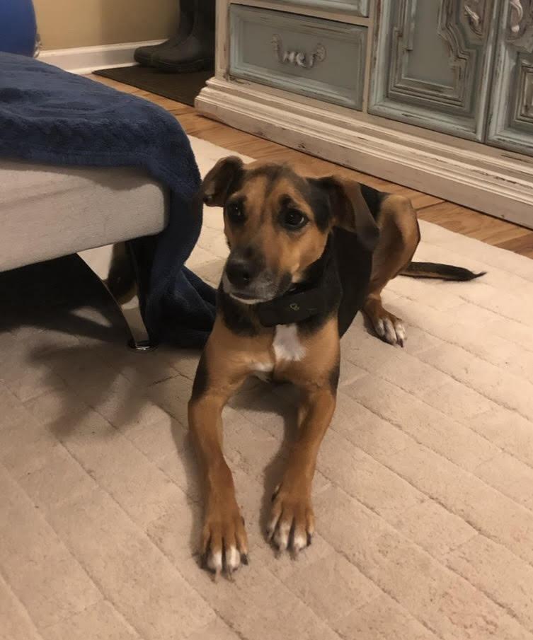 Enlarge Olive, a Adoptable mixed breed in Chattanooga, TN image 3/4