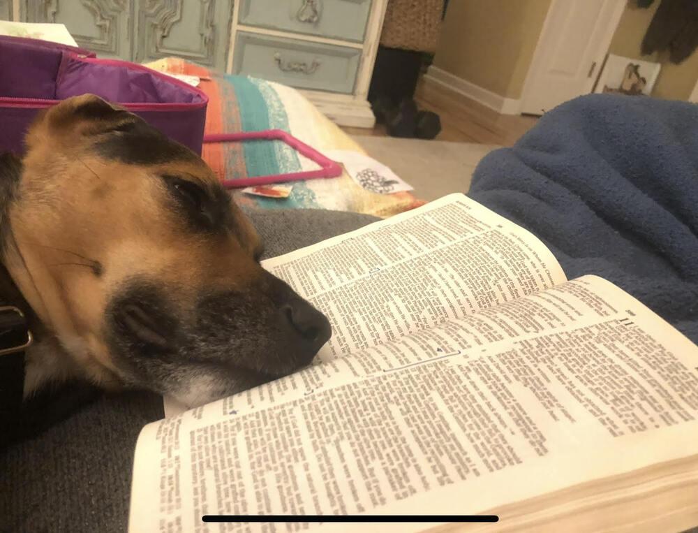 Enlarge Olive, a Adoptable mixed breed in Chattanooga, TN image 4/4