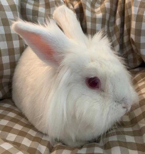 Enlarge Starsky, a ADOPTABLE Lionhead in Pittsburgh, PA image 3/4