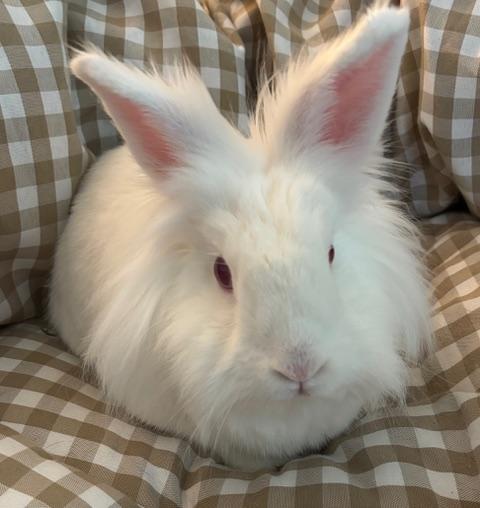 Enlarge Starsky, a ADOPTABLE Lionhead in Pittsburgh, PA image 1/4