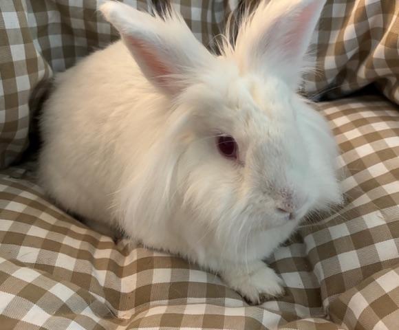 Enlarge Starsky, a ADOPTABLE Lionhead in Pittsburgh, PA image 2/4