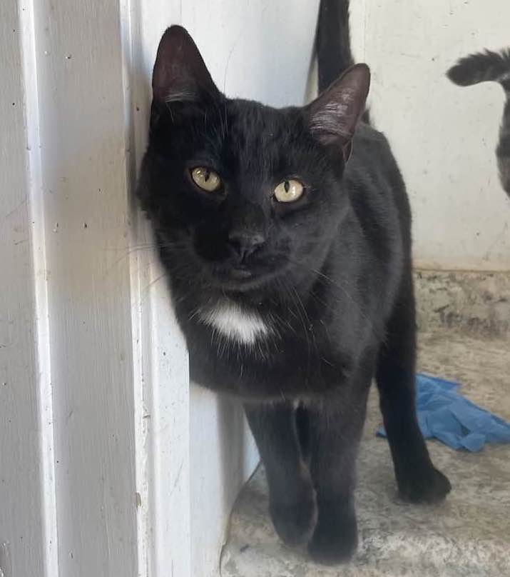 Enlarge WILLIE, a Adoptable Domestic Short Hair in Vacaville, CA image 1/1