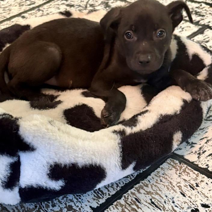 Rosebud, adopted, Puppy Female Black Labrador Retriever & Mixed Breed.