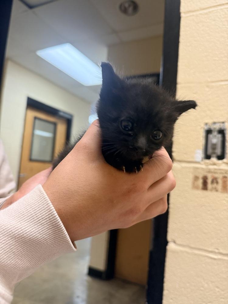 Sabrina 23C-0228, Adoptable, Kitten Female Domestic Medium Hair.
