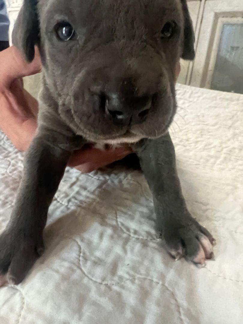 Litter of Puppies!, Adopted, Puppy Male Cane Corso & American Staffordshire Terrier.