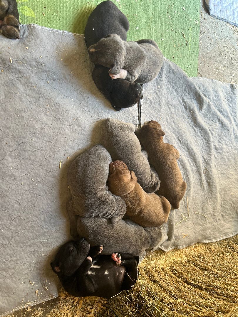 Enlarge Litter of Puppies!, a Adopted mixed breed in Bothell, WA image 2/6