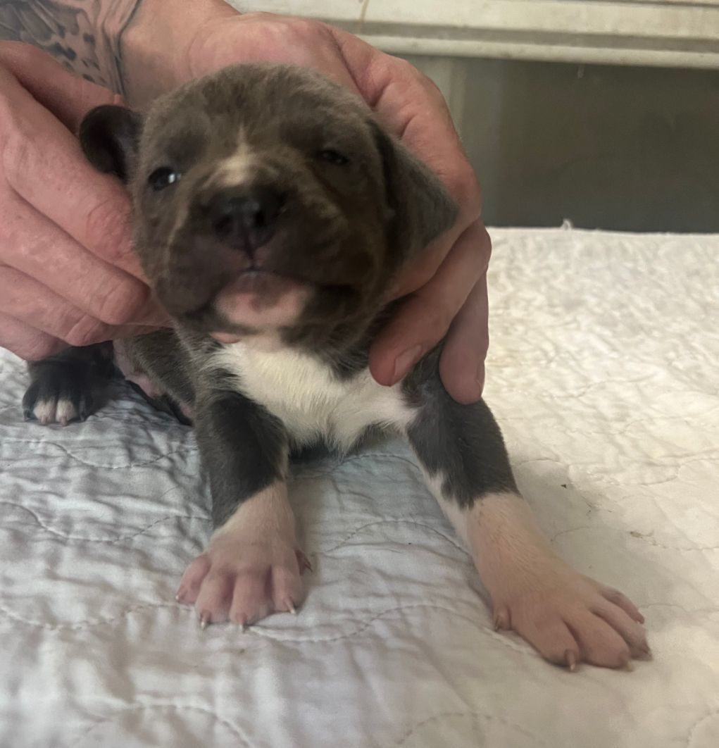 Enlarge Litter of Puppies!, a Adopted mixed breed in Bothell, WA image 3/6