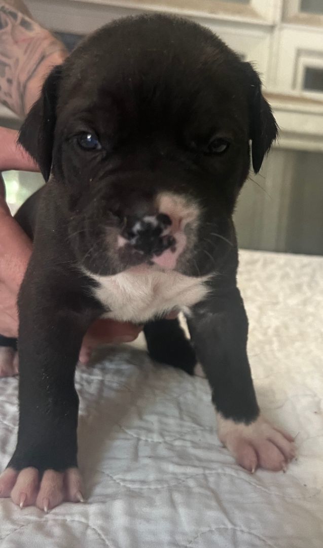 Enlarge Litter of Puppies!, a Adopted mixed breed in Bothell, WA image 4/6